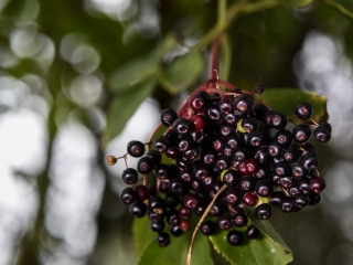 Léčivé a chutné zpracování černého bezu – víno, sirup i kosmatice