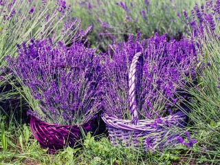 Voňavé polštáře květů levandule – doteky Provence v českých zahradách